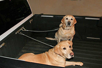 anchortrax dogs restraint